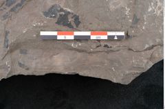Foto (Detailansicht) von Taeniopteris vittata  (NHMW-GEO-2024-0188-10606)